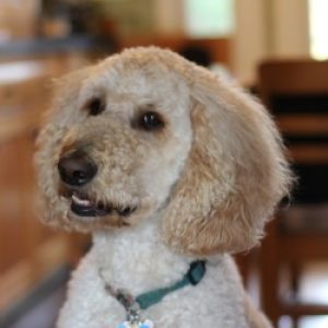 Profile photo of Robert Seabeck